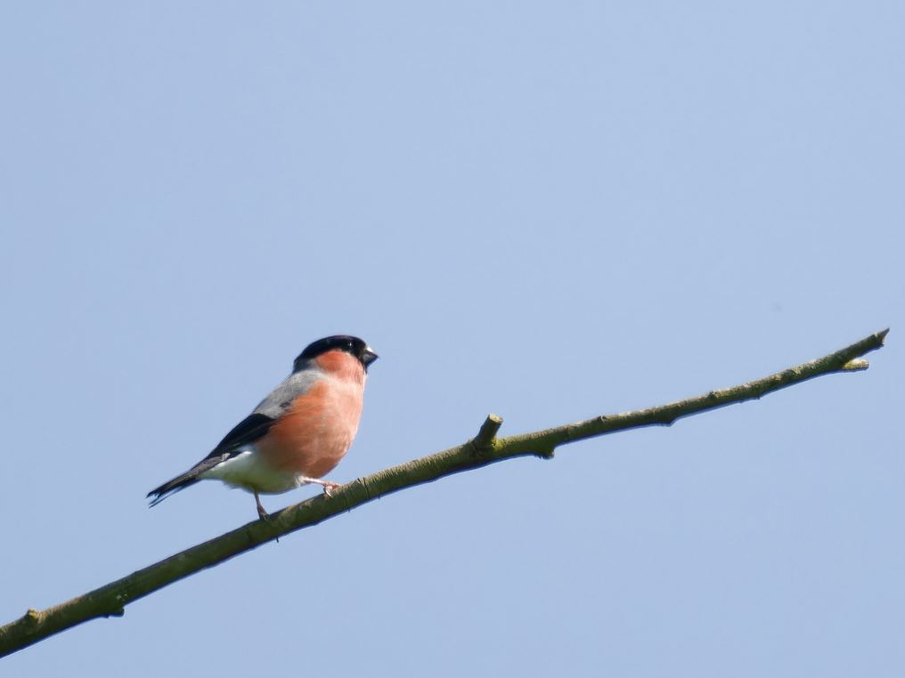 Bullfinch